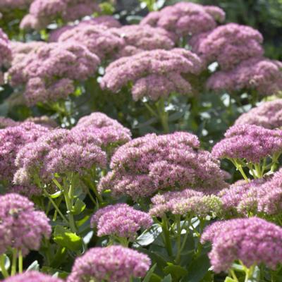 Sedum 'Herbstfreude'